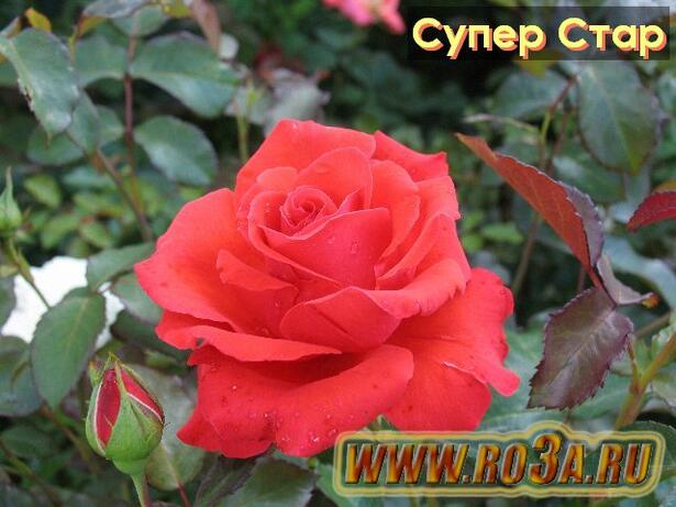 Роза Super Star Супер Стар Tropicana 