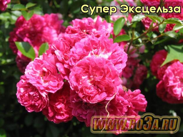 Роза Super Excelsa Супер Эксцельза 