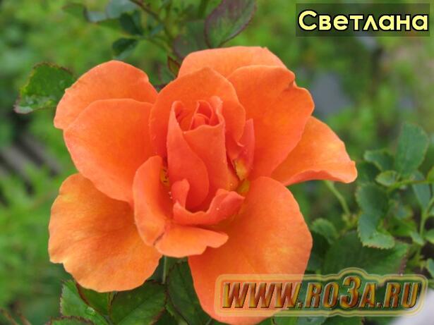Роза Svetlana Светлана 