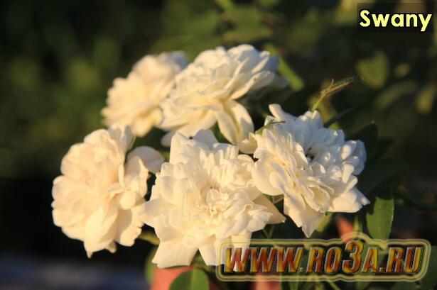 Роза Swany Свани 