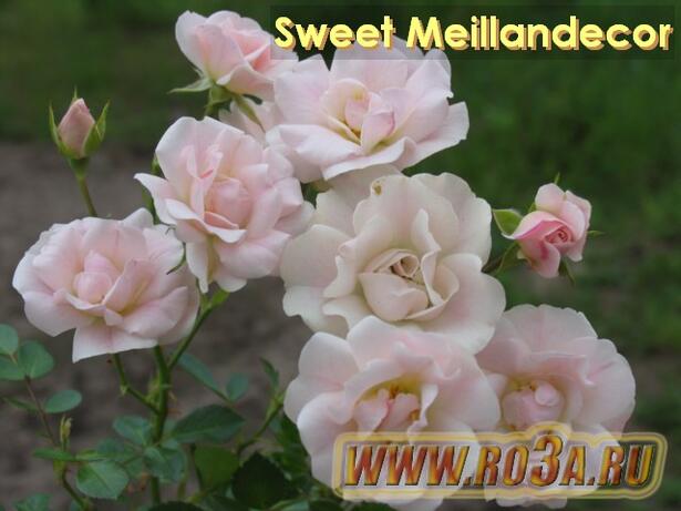 Роза Sweet Meillandecor Свит Мейландекор 