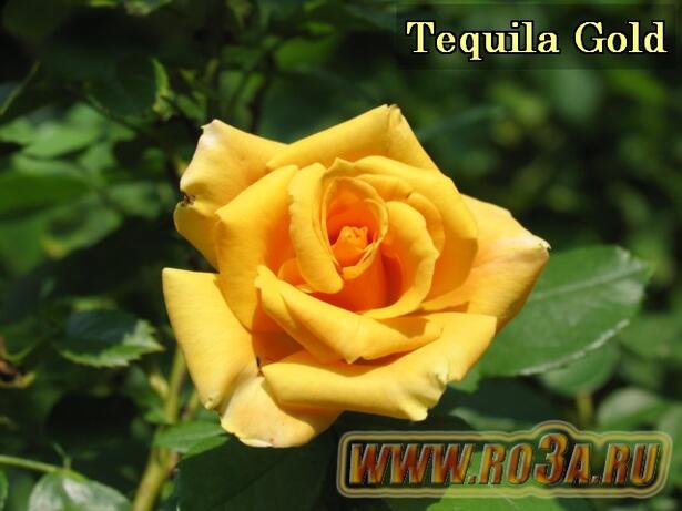 Роза Tequila Gold Текила Голд 