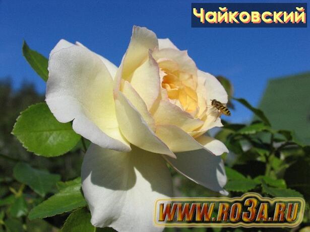 Роза Tchaikovski Чайковский 