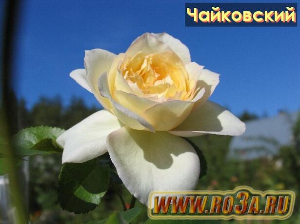 Роза Tchaikovski Чайковский