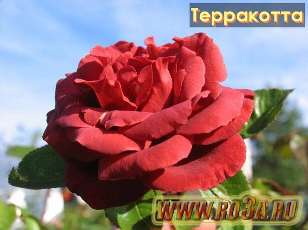 Роза Terracotta Терракотта Tropicana 