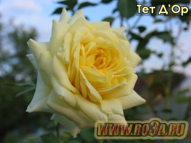 Роза Tete D&prime;OR Тет Д&prime;Ор 