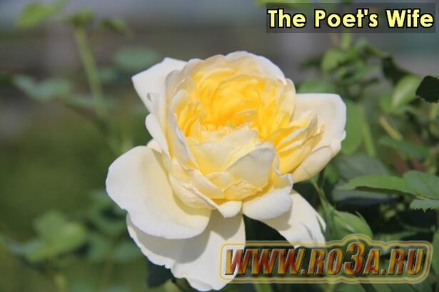 Роза The Poet&prime;s Wife Жена Поэта 