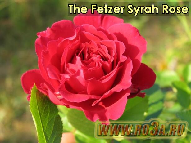 Роза The Fetzer Syrah Rose Фетцер Сарах 
