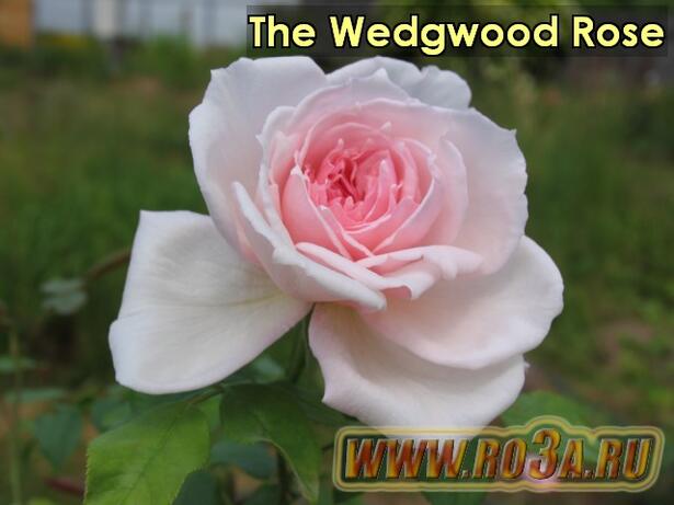 Роза The Wedgwood Rose Зе Веджвуд роуз 