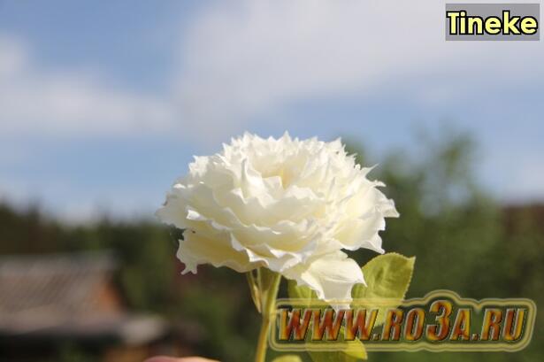 Роза Tineke Тинеке 