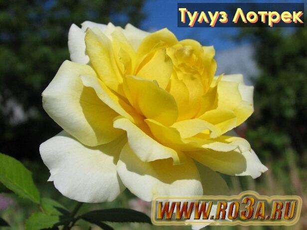 Роза Toulouse Lautrec Тулуз Лотрек 
