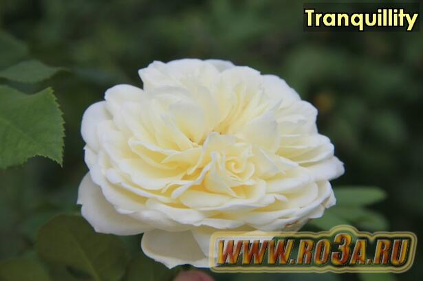 Роза Tranquillity Транквиллити 