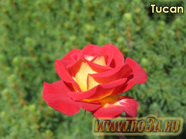 Роза Tucan Тукан 