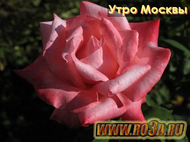 Роза Utro Moskvy Утро Москвы 