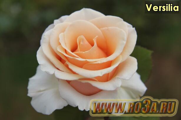 Роза Versilia Версилия 