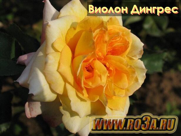 Роза Violon D&prime;Ingres Виолон Дингрес 