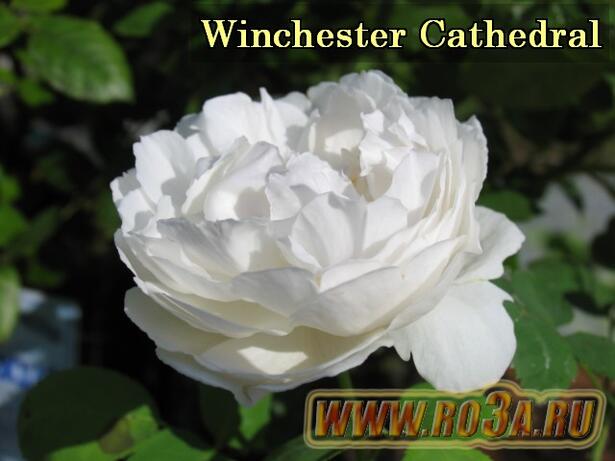 Роза Winhester Cathedral Винчестер Кафедрал 
