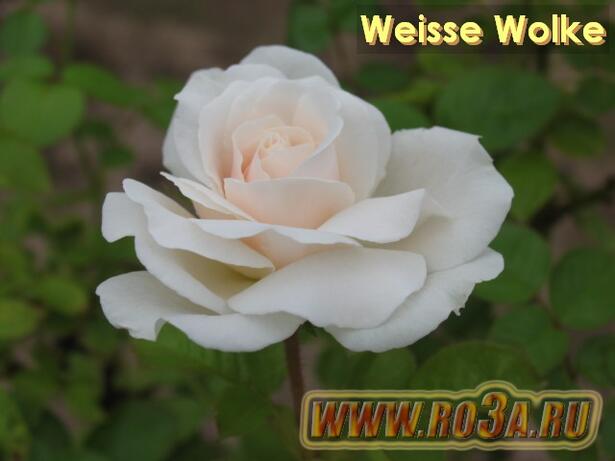 Роза Weisse Wolke Вайсе Вольке 