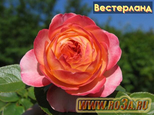 Роза Westerland Вестерланд 