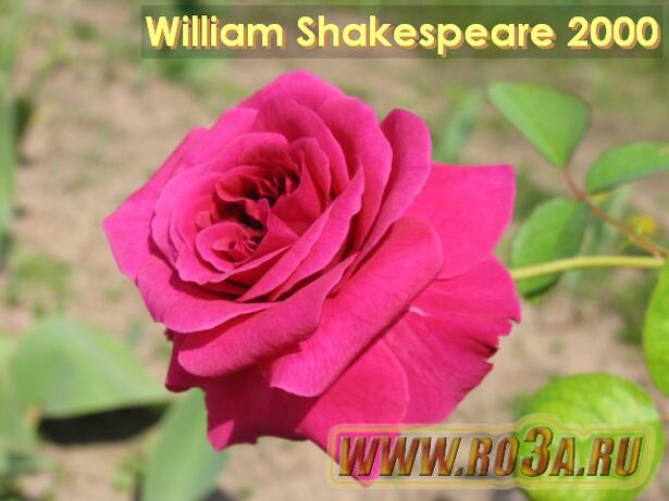 Роза William Shakespeare 2000 Вильям Шекспир 2000 