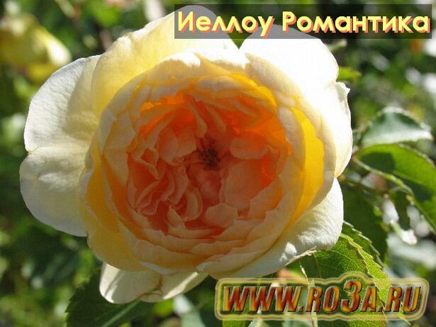 Роза Yellow Romantica Иеллоу Романтика 
