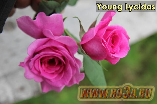 Роза Young Lycidas Янг Люсидас 