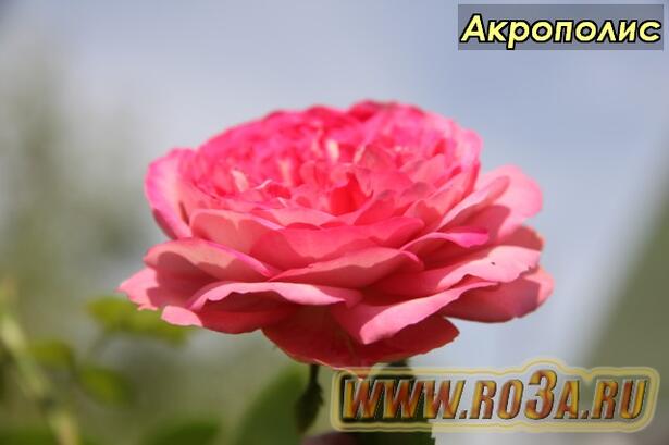 Роза Acropolis Акрополис 