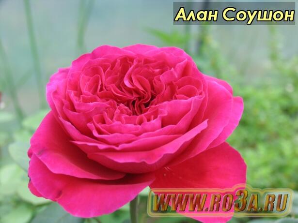 Роза Alain Souchon Алан Соушон Caruso, Valentina Casucci 