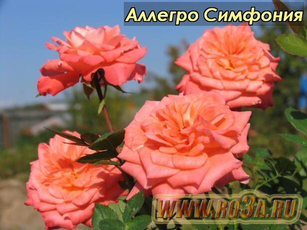 Роза Allegro Symphonie Аллегро Симфония 