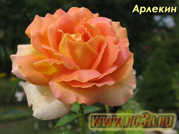 Роза Arlequin Арлекин 