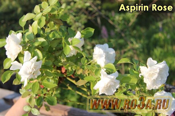 Роза Aspirin Rose Аспирин Роз 