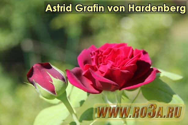 Роза Astrid Grafin von Hardenberg Астрид Графин фон Харденберг 