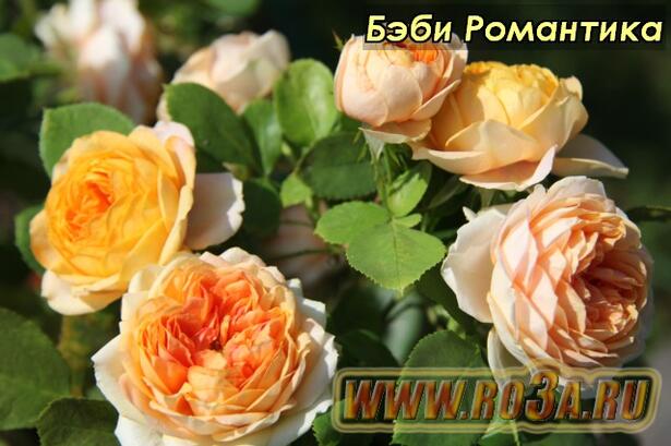 Роза Baby Romantica Бэби Романтика 