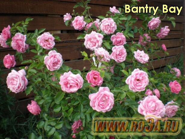 Роза Bantry Bay Бантри Бэй 