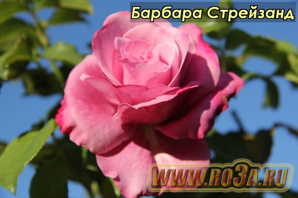 Роза Barbra Streisand Барбара Стрейзанд 