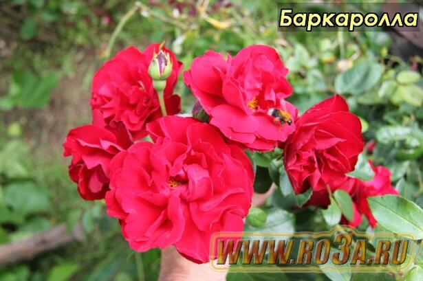 Роза Barkarole Баркаролла 