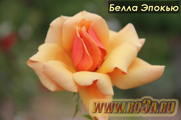 Роза Belle Epoque Белла Эпокью 