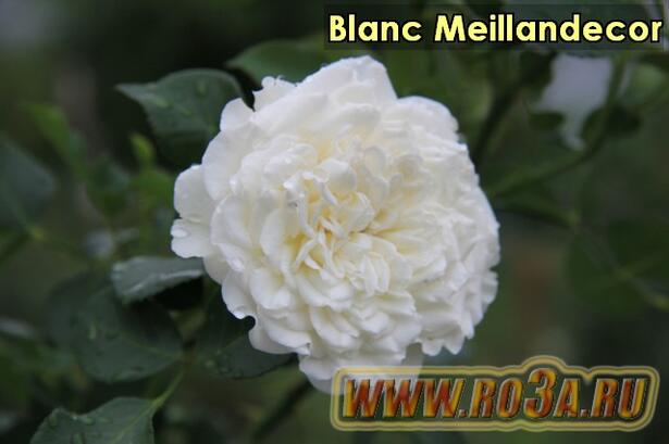 Роза Blanc Meillandecor Бланк Меяндекор Super Swany, White Meidilland 