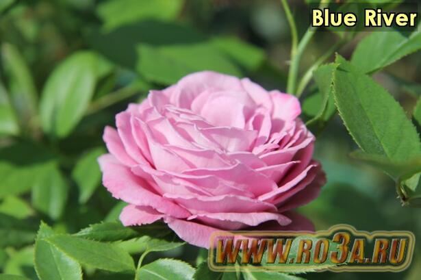 Роза Blue River Блю Риве 