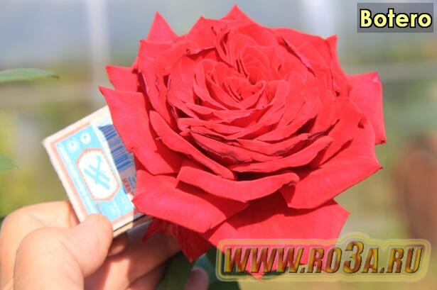 Роза Botero Ботеро 