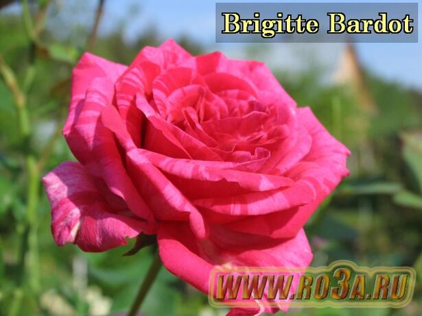 Роза Brigitte Bardot Бриджит Бардо 