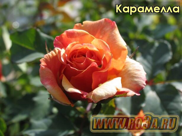 Роза Caramella Карамелла 