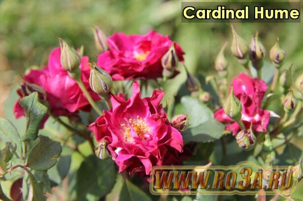 Роза Cardinal Hume Кардинал Хьюм. Полупл. 