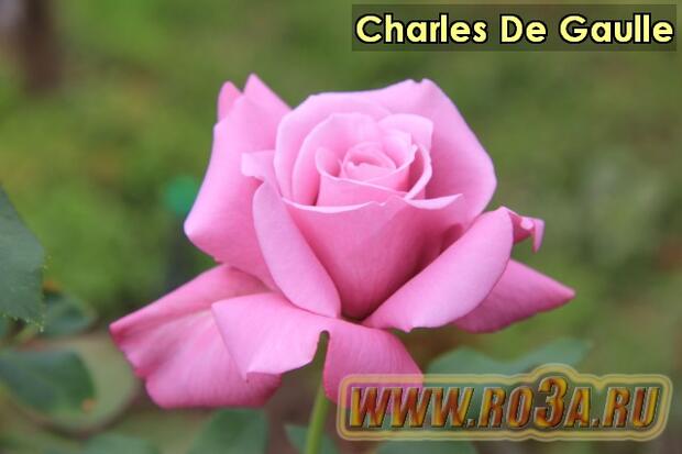 Роза Charles De Gaulle Шарль Де Голь 