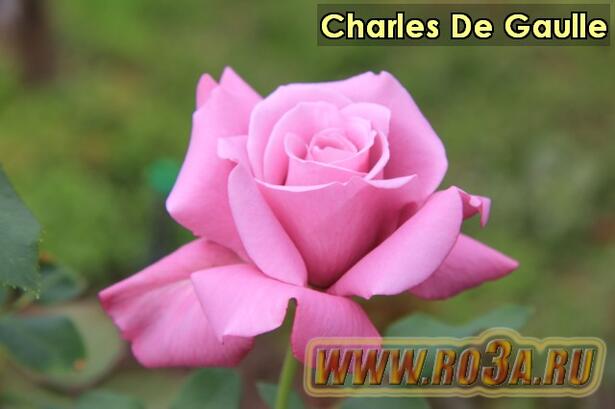 Роза Charles De Gaulle Шарль Де Голь 