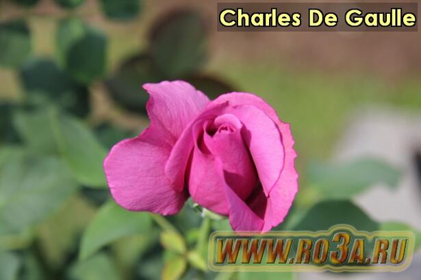 Роза Charles De Gaulle Шарль Де Голь