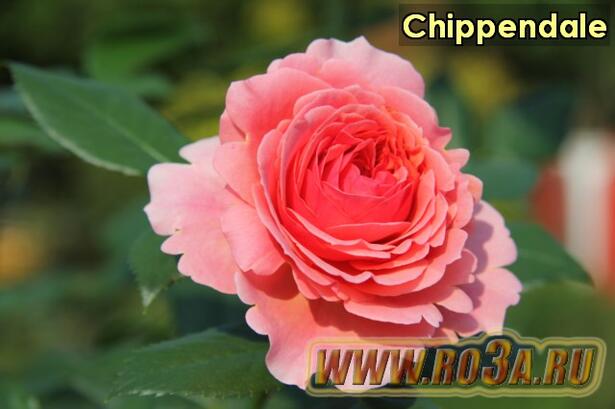 Роза Chippendale Чиппэндэйл 