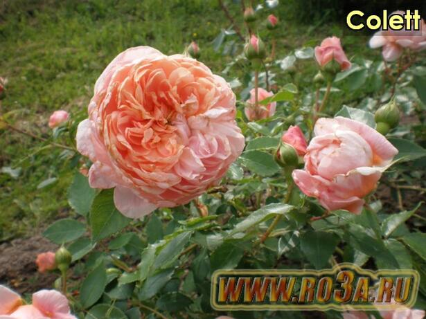 Роза Colett Колетт (Полуплетистая) 
