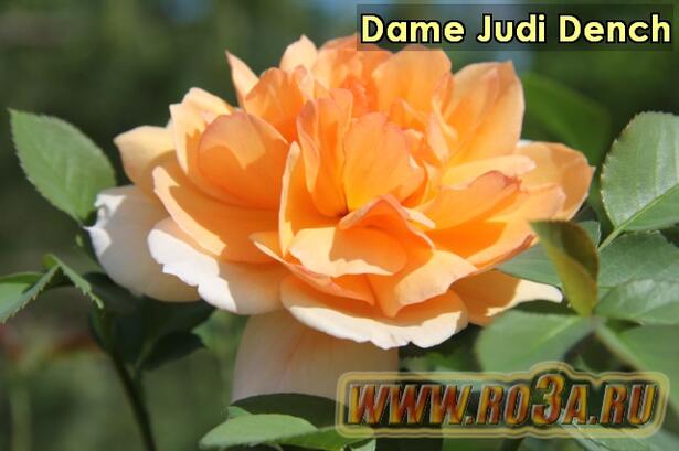 Роза Dame Judi Dench Дама Жуди Денч 
