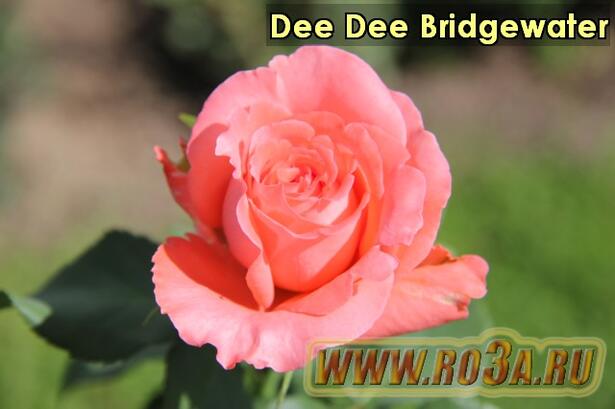 Роза Dee Dee Bridgewater Ди Ди Бриджвотэ 